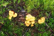 Endogone pisiformis
